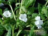 PULMONARIA PULMONARIA