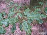 QUERCUS kelloggii QUERCUS kelloggii