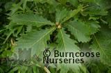 QUERCUS mongolica QUERCUS mongolica