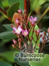 RHAPHIOLEPIS indica 'Spring Time' 