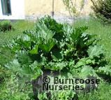 RHEUM palmatum RHEUM palmatum