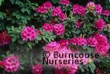 RHODODENDRON 'Anna Rose Whitney' RHODODENDRON 'Anna Rose Whitney'