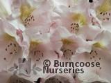 RHODODENDRON 'Bashful' RHODODENDRON 'Bashful'