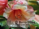 RHODODENDRON 'Bergie Larson' RHODODENDRON 'Bergie Larson'