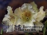 RHODODENDRON 'Curlew'  
