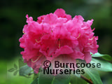 RHODODENDRON 'Cynthia'  