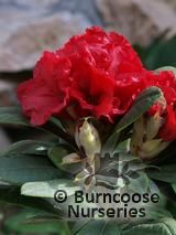 RHODODENDRON 'Dopey'  