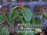 RHODODENDRON 'Dormouse' RHODODENDRON 'Dormouse'