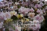 RHODODENDRON 'Emma Williams'  