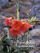 RHODODENDRON 'Fabia'  