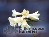 RHODODENDRON flavidum  