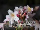 RHODODENDRON formosum RHODODENDRON formosum