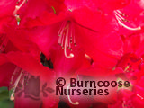 RHODODENDRON 'Halfdan Lem'  