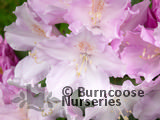 RHODODENDRON 'Hoppy' RHODODENDRON 'Hoppy'