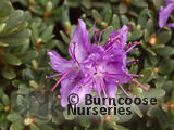 RHODODENDRON impeditum  