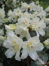 RHODODENDRON johnstoneanum  