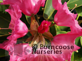 RHODODENDRON 'Linda' RHODODENDRON 'Linda'