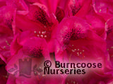 RHODODENDRON 'Lord Roberts' RHODODENDRON 'Lord Roberts'