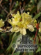 RHODODENDRON lutescens RHODODENDRON lutescens