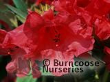 RHODODENDRON 'May Day'  