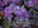 RHODODENDRON 'Moerheim'  
