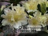 RHODODENDRON 'Patty Bee'  