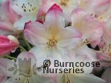 RHODODENDRON 'Percy Wiseman' RHODODENDRON 'Percy Wiseman'