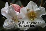 RHODODENDRON polyandrum  