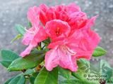 RHODODENDRON 'Robinette' RHODODENDRON 'Robinette'