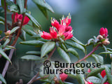 RHODODENDRON spinuliferum RHODODENDRON spinuliferum