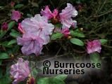 RHODODENDRON 'Tessa'  