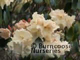 RHODODENDRON 'Unique' RHODODENDRON 'Unique'