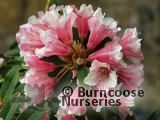 RHODODENDRON 'Wee Bee' RHODODENDRON 'Wee Bee'