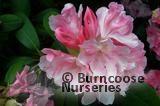 RHODODENDRON 'Yaku Princess' RHODODENDRON 'Yaku Princess'
