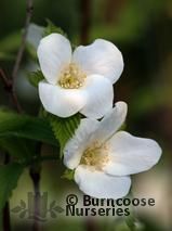 RHODOTYPHOS scandens  