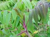RHUS   