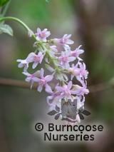 RIBES praecox RIBES praecox