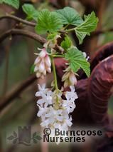 RIBES sanguineum 'White Icicle' RIBES sanguineum 'White Icicle'