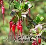 RIBES speciosum RIBES speciosum