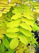 ROBINIA pseudoacacia 'Frisia'  