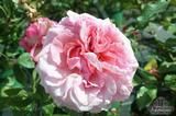ROSA 'Aloha' ROSA 'Aloha'