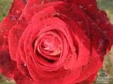 ROSA 'National Trust'  