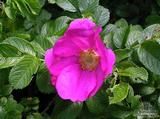 ROSA rugosa 'Rubra' 