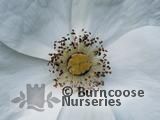 RUBUS 'Benenden' RUBUS 'Benenden'