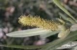 SALIX exigua SALIX exigua