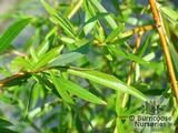 SALIX x sepulcralis 'Chrysocoma' 