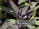 SALVIA officinalis 'Purpurascens' SALVIA officinalis 'Purpurascens'
