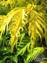 SAMBUCUS SAMBUCUS