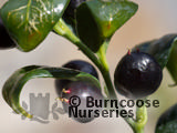 SARCOCOCCA confusa SARCOCOCCA confusa