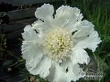 SCABIOSA caucasica 'Alba' SCABIOSA caucasica 'Alba'